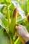 Closeup on hand in corn cultivated agricultural field background outdoors