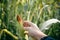 Closeup on hand in corn cultivated agricultural field background outdoors