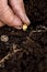 Closeup, Hand with a corn kernel of sweetcorn planting in the soil