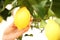 Closeup hand harvest a lemon from tree
