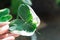 Closeup hand holding leaves of Xanthosoma sagittifolium or Alocasia Mickey Mouse plant, selective focus