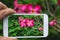 Closeup hand holding smartphone to take a photo flower in garden