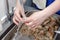 Closeup hand keep and wash fresh royal raw shrimp with head on background of professional perforated gastronorm container in