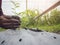 Closeup of hand male farmer holds a tree seedling in his hand to plant in the vegetable plot. Seedling plant sprout in soil.