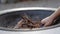 Closeup of a hand of person burning the dry tree branches and leaves