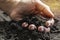 Closeup hand of person holding abundance soil for agriculture or planting peach concept