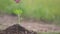 Closeup hand of person holding abundance soil with young plant in hand for agriculture or planting basil nature. save world concep