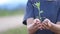 Closeup hand of person holding abundance soil with young plant in hand for agriculture or planting basil nature. save world concep