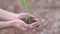 Closeup hand of person holding abundance soil with young plant in hand for agriculture or planting basil nature. save world concep