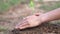 Closeup hand of person holding abundance soil with young plant in hand for agriculture or planting basil nature. save world concep