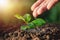 Closeup hand of person holding abundance soil with young plant i