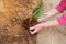 Closeup of hand, planting hyacinth, narcissus. Gardening concept.