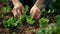 Closeup of hand planting lettuce seedlings in the ground at the garden