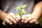 Closeup hand planting young tree in soil