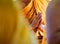 Closeup Hand Pray of Thai Monk