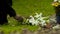 Closeup hand puts a bouquet of beautiful flowers on gravestone