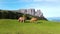 Closeup hand putting coin into piggy bank on white background front viewwild brown horses eating grass in the meadow against scili