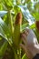 Closeup of hand showing riped ear of corn in field