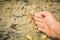 Closeup on hand in soy bean cultivated agricultural field