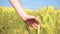 Closeup hand touching cereal grass