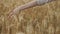 Closeup of hand walking girl touching yellow spikelets of wheat in field, golden hour