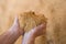 Closeup of handful of soybean hulls in male hands