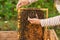 Closeup of hands beekeeper holding a honeycomb full of bees. A beekeeper collects bees by hand