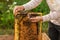 Closeup of hands beekeeper holding a honeycomb full of bees. A beekeeper collects bees by hand