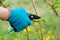 Closeup of hands doing spring pruning of raspberry bushes, gardener in gloves with garden pruner