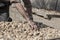 Closeup hands of a farmer picking fig fruits spreading on platform under sun to dry