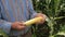 Closeup Of Hands Of A Farmer Rotating Corn On The Cob, Checking The Maturation.