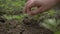 Closeup hands girls porazhayut young carrots. Close-up of the girl`s hands pulled out of the ground extra young carrots