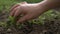 Closeup hands girls porazhayut young carrots. Close-up of the girl`s hands pulled out of the ground extra young carrots