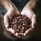 closeup hands holding ripe coffee beans