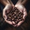 closeup hands holding ripe coffee beans