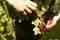Closeup of hands picking red currant ripe from bush in garden with bright light