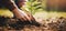 closeup of hands planting pine tree seedling in forest soil. sustainable forestry, renewable resources