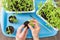 Closeup hands seeding little tomato plants in pots at home. Growing seedling, planting concept