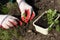 Closeup hands seeding plants in ground in garden