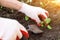 Closeup hands seeding plants in soil in garden