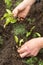 Closeup hands seeding young beetroot plants in soil in garden