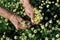 Closeup of hands of senior woman, picking blooming wildflowers camomile