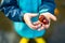 Closeup of hands of toddler boy picking chestnuts in a park on autumn day. Child having fun with searching chestnut and foliage