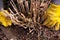 Closeup of hands in work gloves cleaning land from dry grass and leaves around hydrangea growing on wet ground in garden