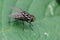 Closeup of a handsome black and white fly, Graphomya maculata