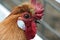 Closeup of a Handsome Rooster