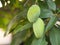 Closeup of hanging Mangoes from mango farm, agricultural in Yasothon, Thailand