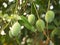 Closeup of hanging Mangoes from mango farm, agricultural in Yasothon, Thailand