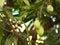 Closeup of hanging Mangoes from mango farm, agricultural in Yasothon, Thailand