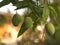 Closeup of hanging Mangoes from mango farm, agricultural in Yasothon, Thailand